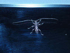 Ambonus interrogationis