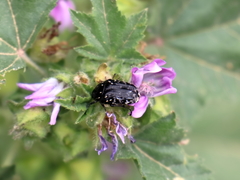 Oxythyrea