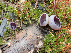 Geoscypha violacea