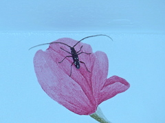 Ambonus interrogationis