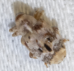 Lignyodes