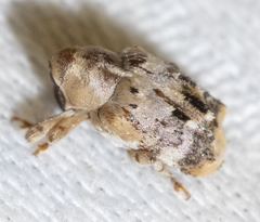 Lignyodes