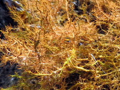 Teloschistes inflatus