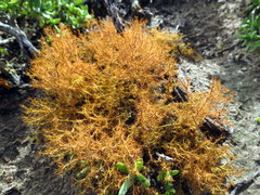 Teloschistes inflatus