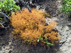 Teloschistes inflatus