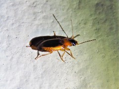 Stenolophus dissimilis