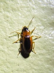 Stenolophus dissimilis
