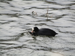 Fulica atra