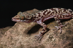 Jarujin's Forest Gecko photo 1