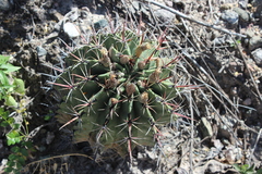 Ferocactus recurvus recurvus