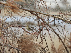 Phylloscopus collybita