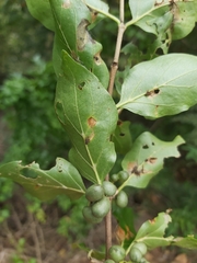 Afrocanthium mundianum