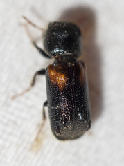 Xylobiops basilaris