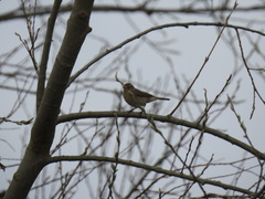 Phylloscopus collybita