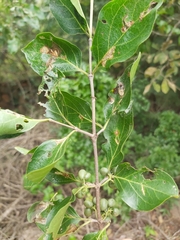Afrocanthium mundianum