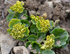Chrysosplenium nudicaule