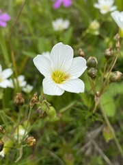 Mononeuria nuttallii