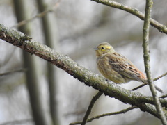 Emberiza citrinella