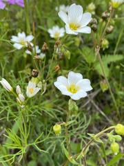 Mononeuria nuttallii