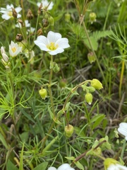 Mononeuria nuttallii