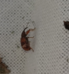 Anthonomus pedicularius