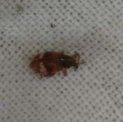 Anthonomus pedicularius