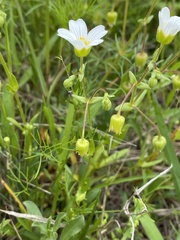 Mononeuria nuttallii