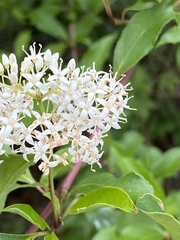 Cornus foemina image