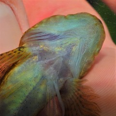Cottus caeruleomentum
