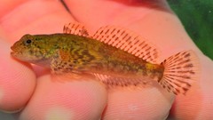 Cottus caeruleomentum