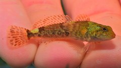 Cottus caeruleomentum