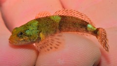 Cottus caeruleomentum