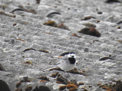 Motacilla alba