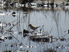 Emberiza schoeniclus