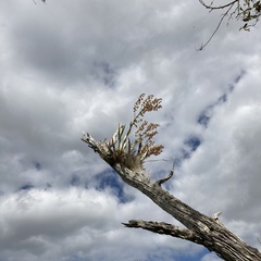 Cyrtopodium punctatum