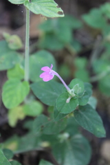 Siphonoglossa ramosa