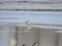 Calidris pugnax