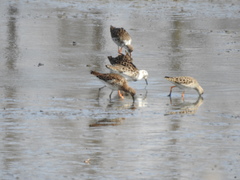 Calidris pugnax