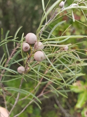 Euclea linearis