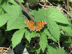 Polygonia c-album