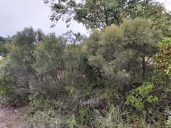 Euclea linearis