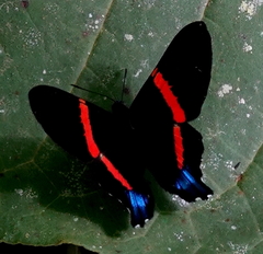 Ancyluris inca
