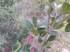 Combretum moggii