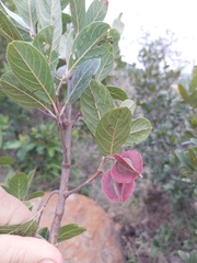 Combretum moggii