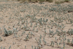 Convolvulus persicus
