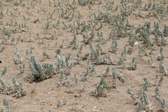 Convolvulus persicus