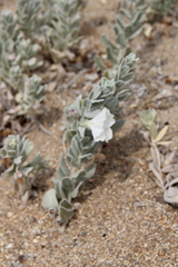 Convolvulus persicus