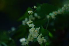 Antigonon flavescens