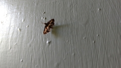 Nacoleia amphicedalis