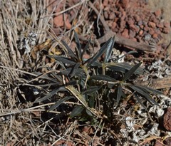 Hippophae rhamnoides